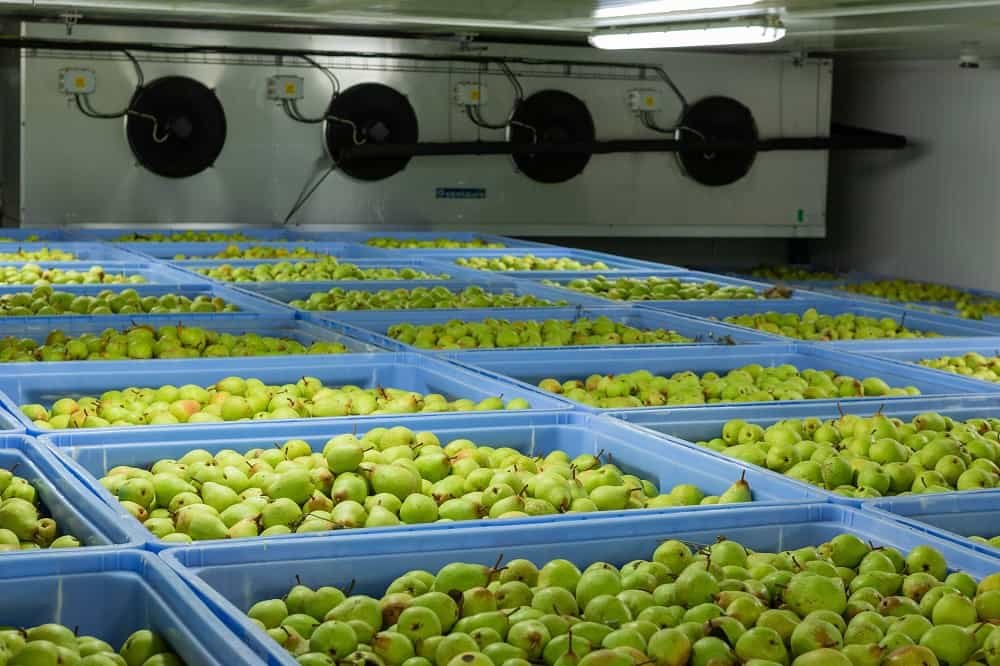 Cella frigorifera per frutta e verdura 01