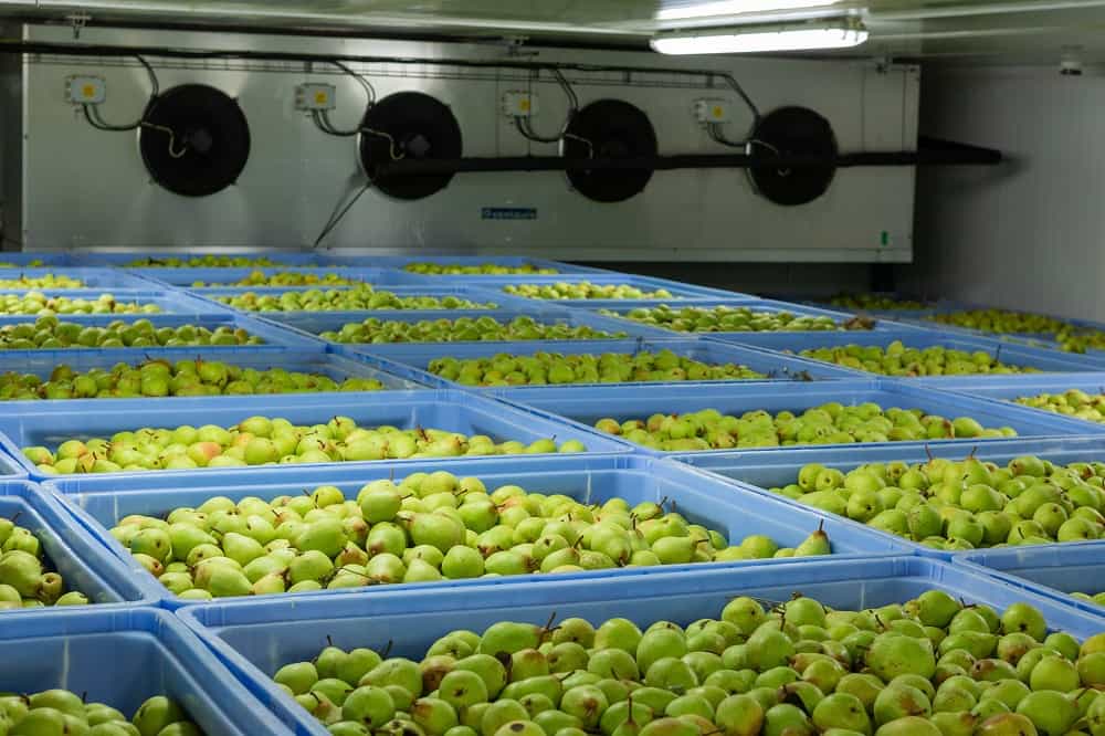غرفة باردة الفاكهة والخضروات 01