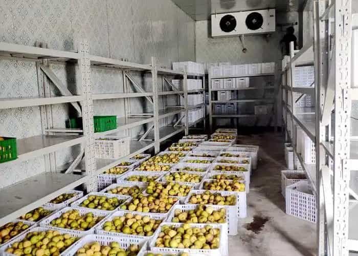 Fruit and vegetable cold room 02