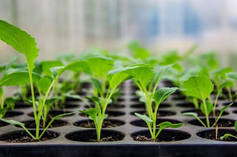 cultivo de plántulas